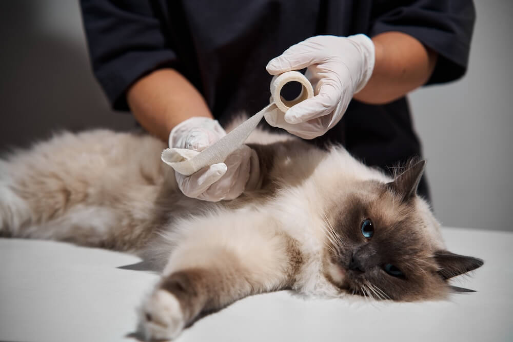 Veterinarian examining a pet at Paws on the Plains Animal Urgent Care in Auburn-Opelika, AL