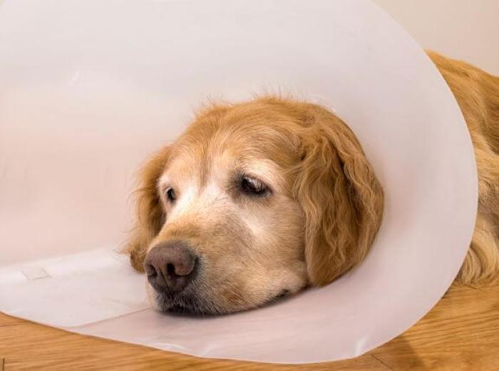 From Fight Wounds to Fractures: Common Trauma Cases Seen in Pets